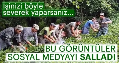 Gürcü işçilerin çay toplama görüntüleri ilgi gördü