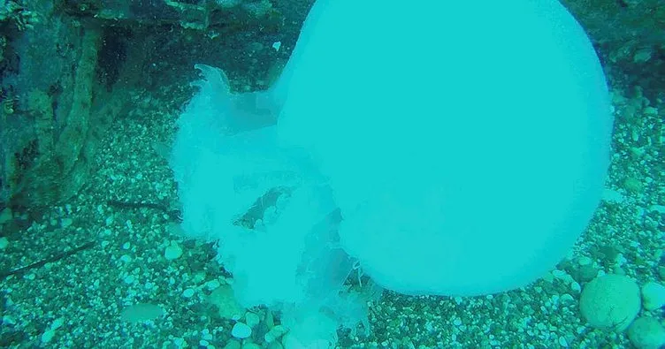 Antalya Körfezi’nde denizanası yoğunluğu