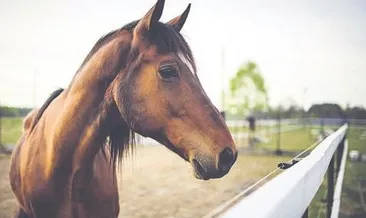 Yılın Avustralyalısı!