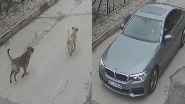 Bursa'daki dehşetin görüntüleri ortaya çıktı! Sokak köpeklerine kurşun yağdıran lüks araçlı ruh hastası... | Video