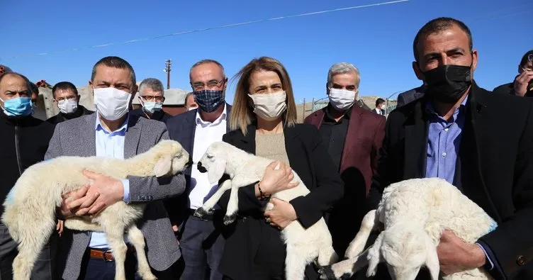 Koyunları telef olan vatandaşa devlet yardım eli uzattı