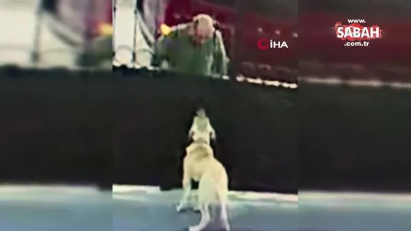 İlginç hırsızlık kamerada: Önce köpeğin saldırganlığını test etti, sonra çaldı