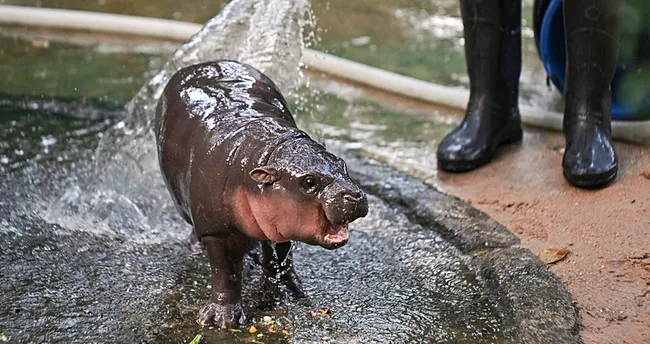 Taylan’da cüce su aygırına büyük ilgi: Moo Deng 1 yaşında