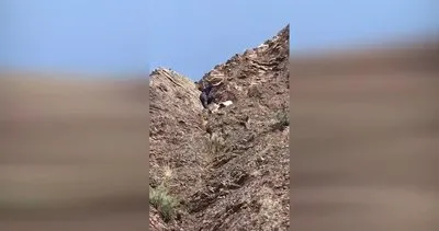 Kayalıklarda mahsur kalan keçileri itfaiye kurtardı
