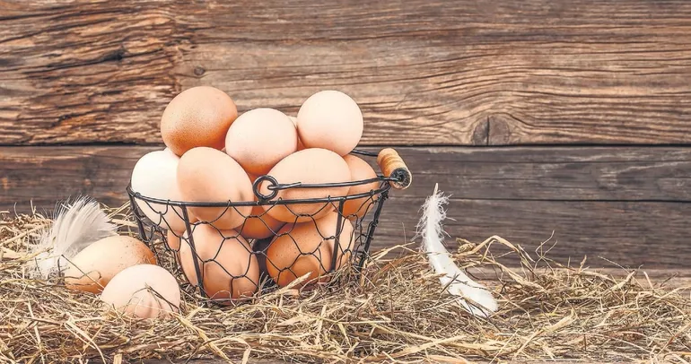 Ara sıra değil her zaman yumurta