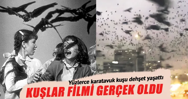 Kuşlar filmi Houston’da gerçek oldu
