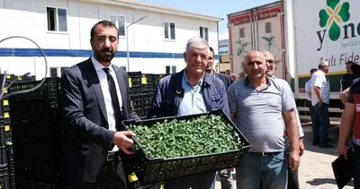 Bingöl'de çiftçilere 390 bin adet sebze fidesi dağıtıldı #bingol