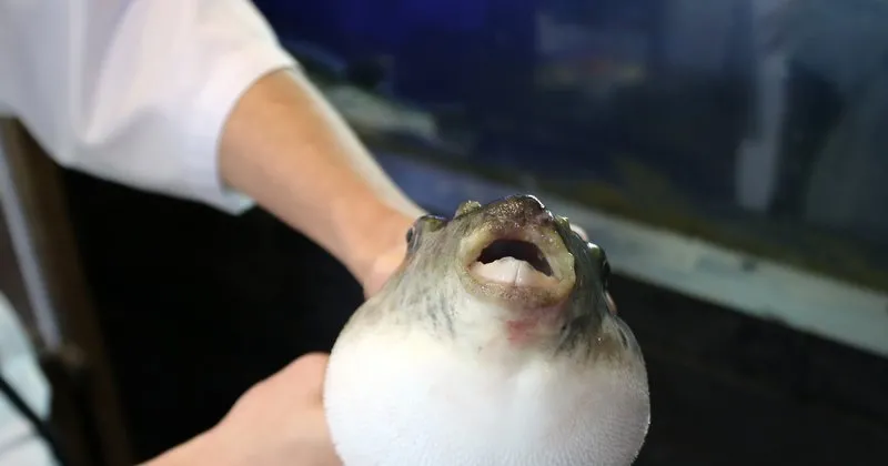 denizlerin tek disli canavari balon baligi ege ve akdeniz i istila etmeye basladi son dakika haberler