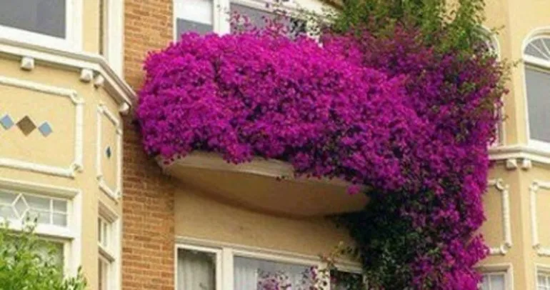 En Guzel Balkon Ve Bahce Cicekleri Galeri Yasam