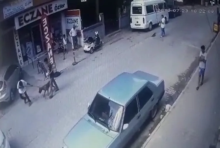 Son dakika haberi Hamile kediyi Pitbull�un ağzına attı! Sayfa 3