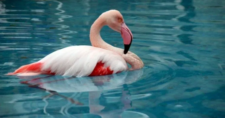 Harekete geç flamingolar ölmesin!