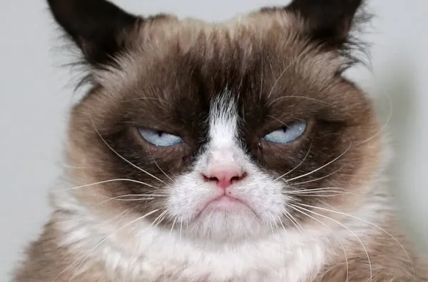 Huysuz Kedi sahibine internetten 188 milyon TL kazandırdı!