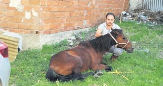 Zabıta ekipleri, ölüme terk edilen atı kurtardı