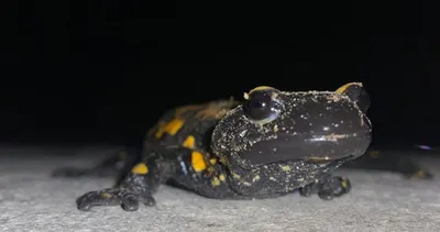 Yer Malatya: Plastik sandı canlı çıktı! Görünce şoka uğradı!