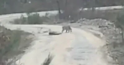 Ormanın hayaleti vaşak Amasya’da görüldü!
