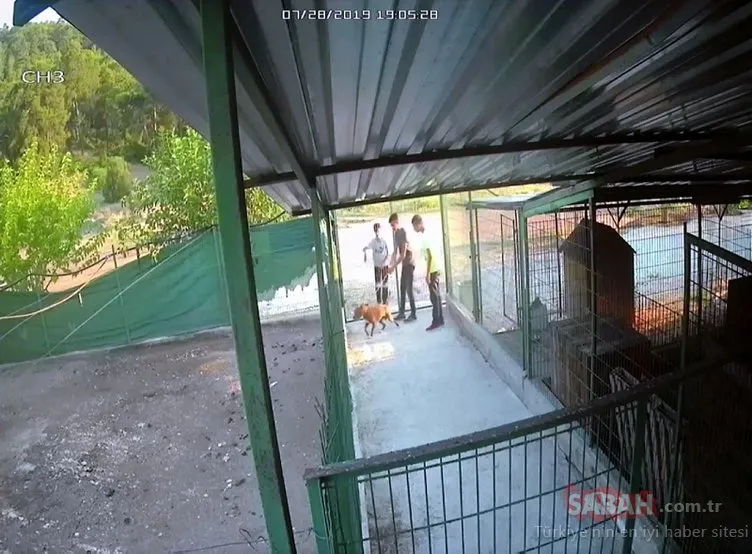 Barınağa giren hırsızlar pitbull cinsi köpekleri çalıp kaçtı