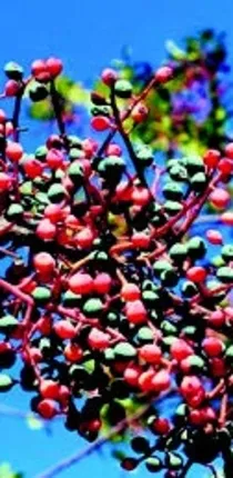 Şifa kaynağı menengiç