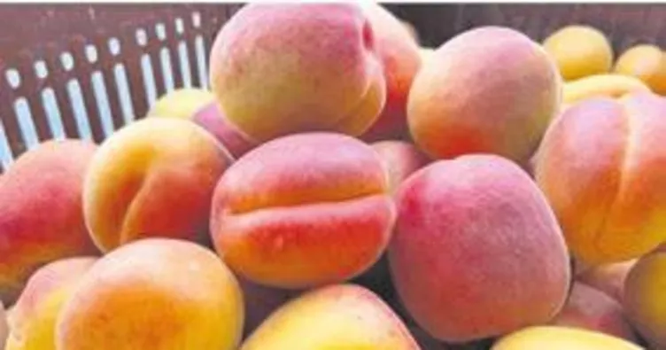 Kayısı altın yılını yaşıyor