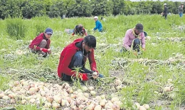 Cep yakan soğanda fiyatlar güldürmedi