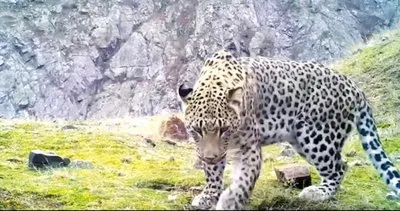 Anadolu Leoparı yeni görüntüleri geldi! Anadolu Leoparı nerede yaşar, hangi bölgelerde?