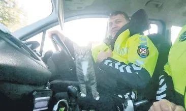 Peşindeki köpeklerden kaçan kedi, polis aracına sığındı #duzce