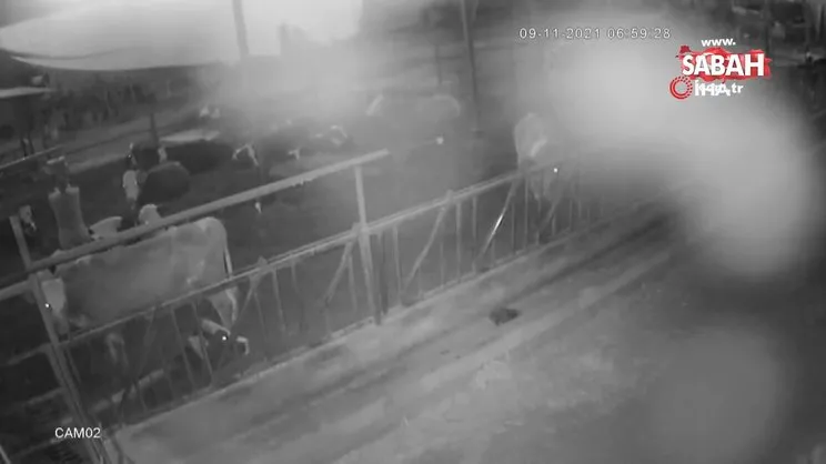 Beceriksiz hırsız çaldığı çuval yırtılınca arkasına bakmadan böyle kaçtı | Video