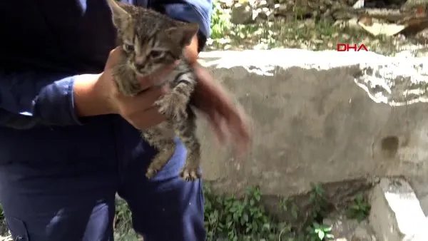 İstanbul Avcılar'da su kuyusuna düşen yavru kedi kurtarıldı