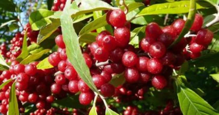 Turna yemişi faydaları nelerdir?