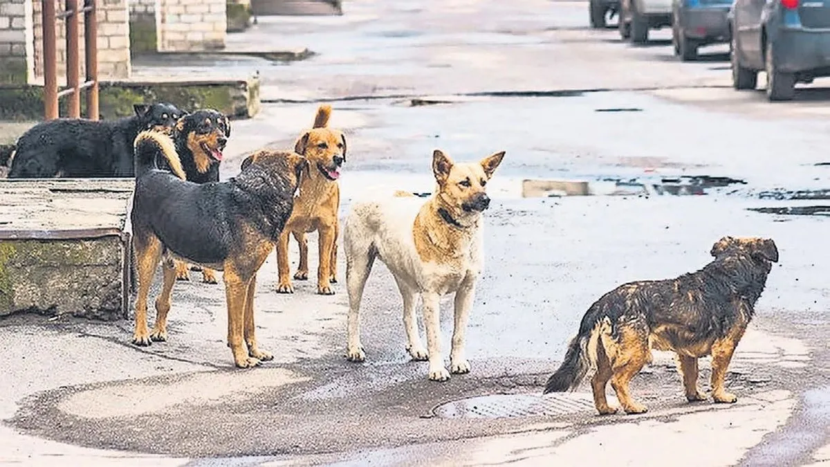 Eslem’i sorumsuzluk öldürdü