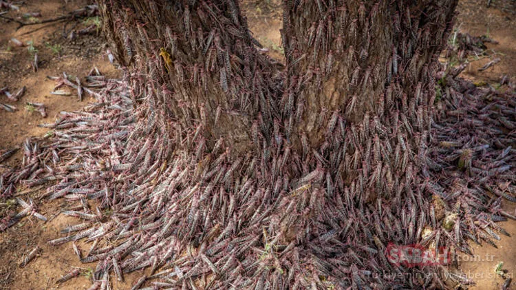 Son Dakika Haberi: BM’den çekirge istilası uyarısı geldi! 20 kat büyük olacak