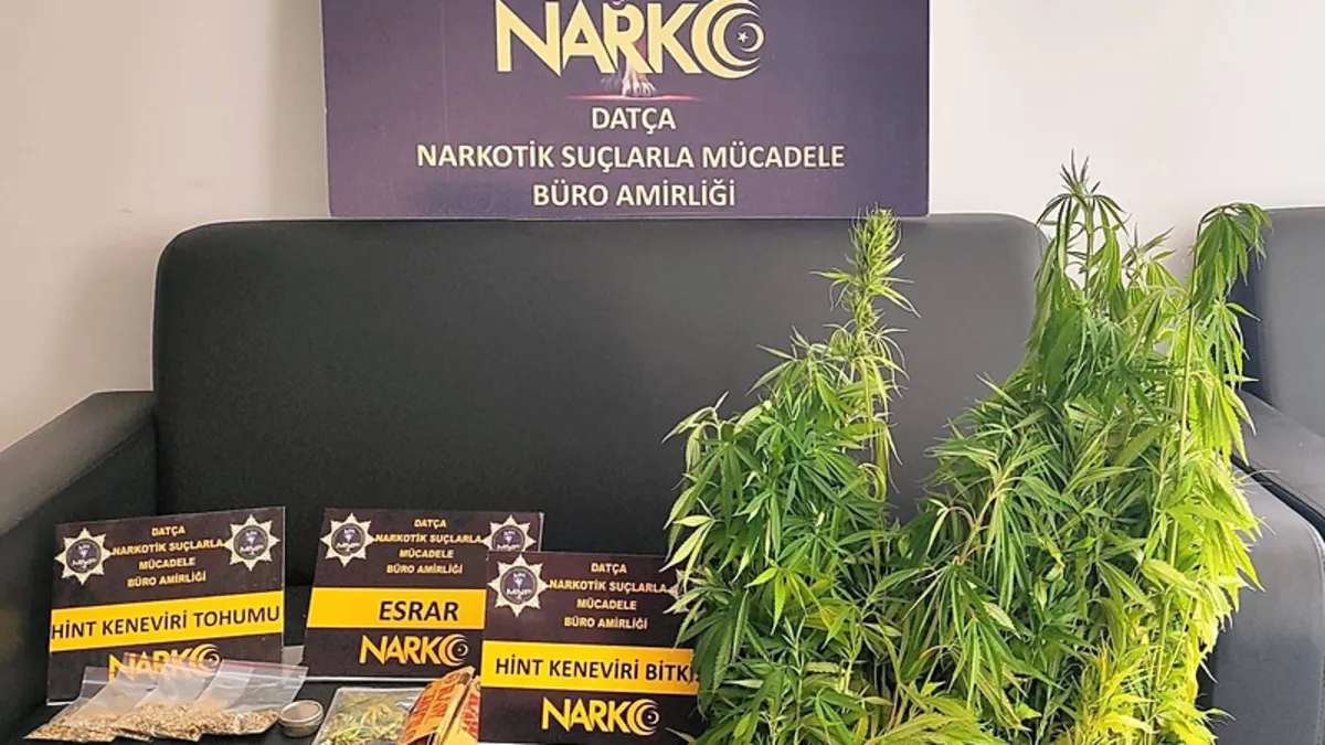 Zehir tacirlerine geçit yok! Muğla’da uyuşturucu operasyonu: 200 kök Hint keneviri ele geçirildi, 1 tutuklama Zehir tacirlerine geçit yok! Muğla’da uyuşturucu operasyonu: 200 kök Hint keneviri ele geçirildi, 1 tutuklama