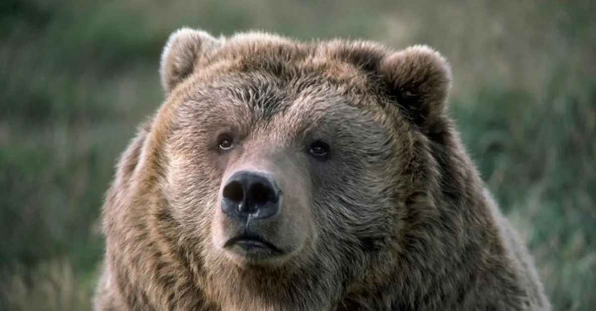 ruyada ayi gormek nasil yorumlanir ruyada ayi kovalamasi ayi yavrusu ve boz ayi gormek neye isarettir ruya tabirleri haberleri ruyada ayi gormek nasil yorumlanir ruyada ayi kovalamasi ayi yavrusu ve boz ayi gormek neye isarettir ruya tabirleri haberleri