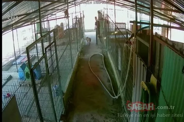 Barınağa giren hırsızlar pitbull cinsi köpekleri çalıp kaçtı