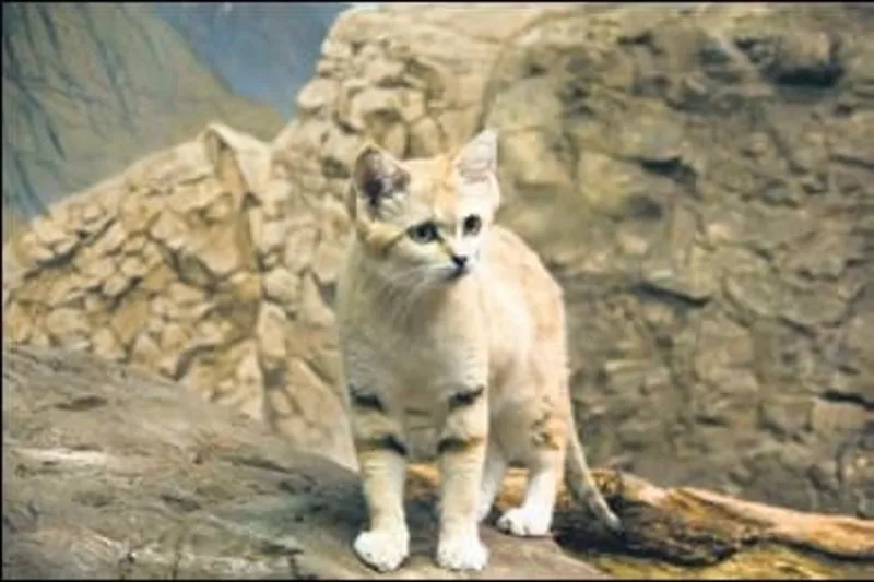 sabah