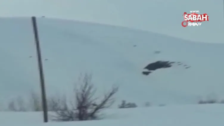 Kurt sürüsü şehre indi