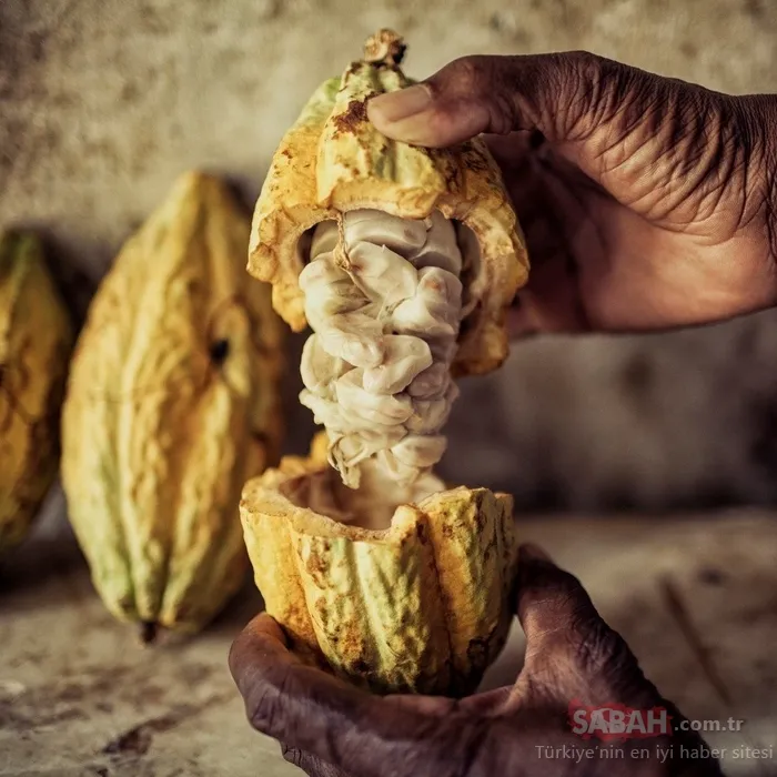 Binlerce yıl önce ilaç olarak kullanılıyordu! Vitamin eksikliğini gideriyor...