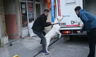 Bu kadarına da pes! Kavga ettikleri şahsın üzerine pitbull saldılar: Yaralılar var #malatya Bu kadarına da pes! Kavga ettikleri şahsın üzerine pitbull saldılar: Yaralılar var #malatya