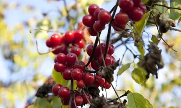 Böbrek taşının düşmanı Gilaburu!