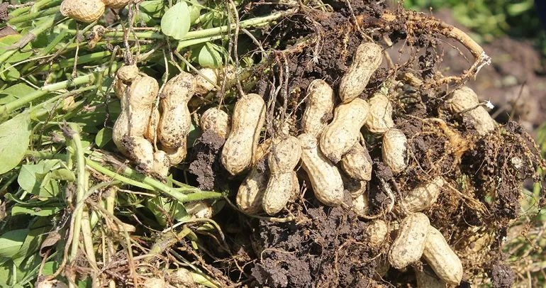 Yer fıstığının kabuğundaki mucize