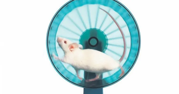 Kör farelerde gen tedavisi mucizesi