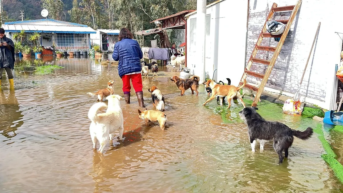 Marmaris’te hayvan barınağı sular altında Marmaris’te hayvan barınağı sular altında
