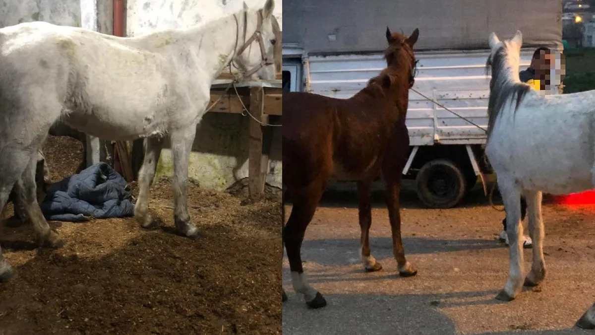 SON DAKİKA… İstanbul Ataşehir’de skandal görüntü: Atları kesip satışa sunmuşlar… SON DAKİKA… İstanbul Ataşehir’de skandal görüntü: Atları kesip satışa sunmuşlar…