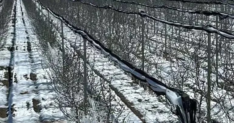 C vitamini deposu meyvelere koruma