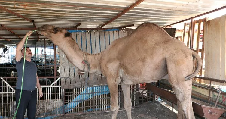 Otomobil fiyatına kurbanlık deve