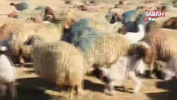 Şanlıurfa'da 37 bin 200 kuzunun annesiyle buluştuğu yürekleri ısıtan anlar kamerada... | Video