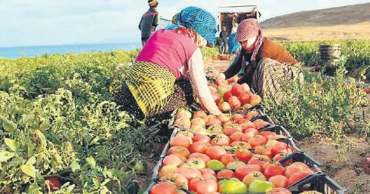 Tarladan markete 5 kat fiyat farkı