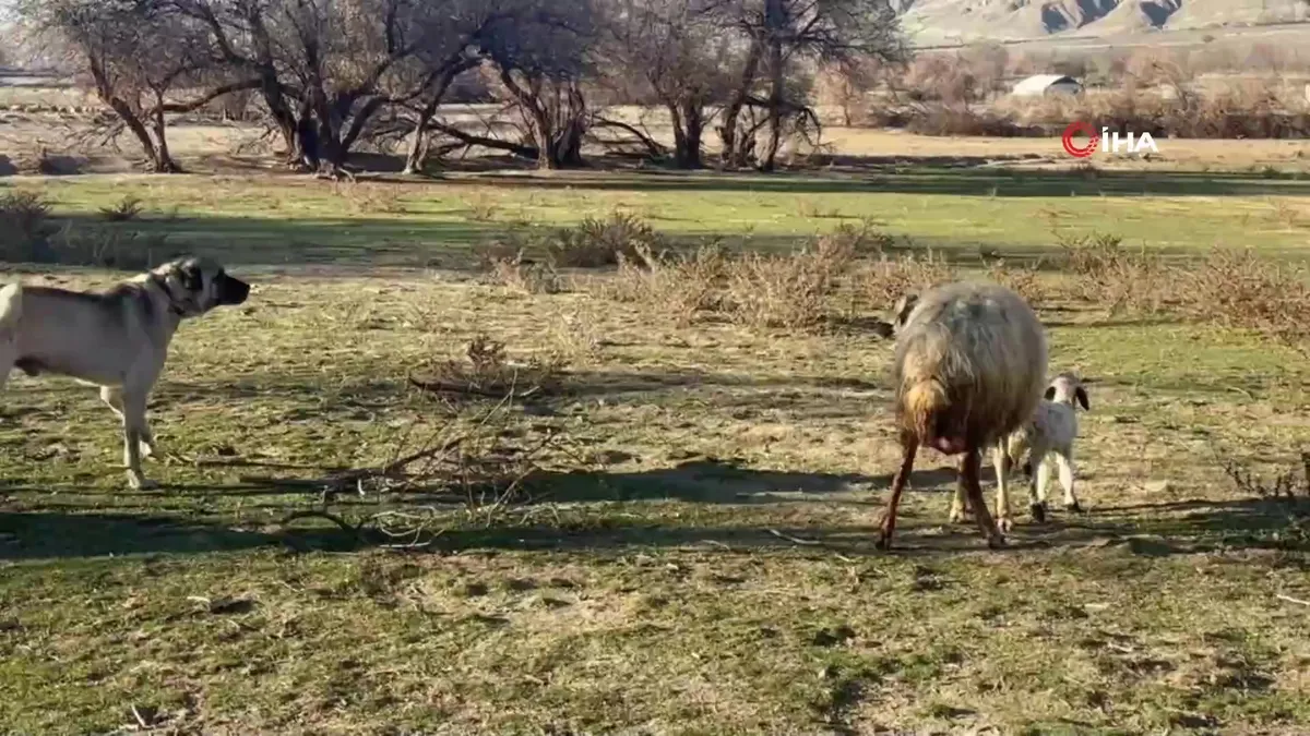 Erzincan’da kuzusunu korumak için köpeğe karşı siper olan anne koyun kamerada videosunu izle Erzincan’da kuzusunu korumak için köpeğe karşı siper olan anne koyun kamerada videosunu izle