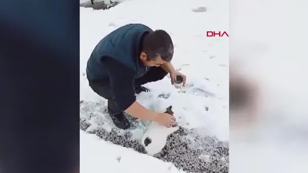 Konya'da başı konserve kutusuna sıkışan kediyi yoldan geçenler kurtardı