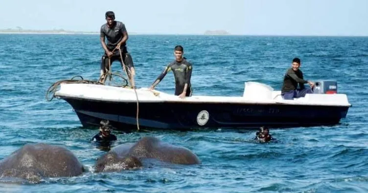 Sri Lanka’da iki fil denizden kurtarıldı