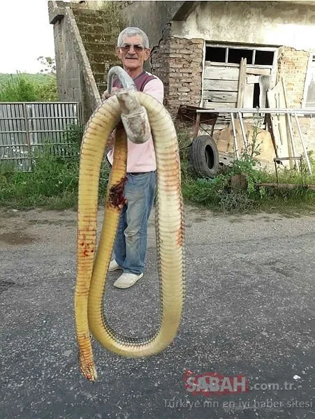 Sinop’ta dehşet: Dev yılan torunlarına saldırınca ne yapacağını şaşırdı